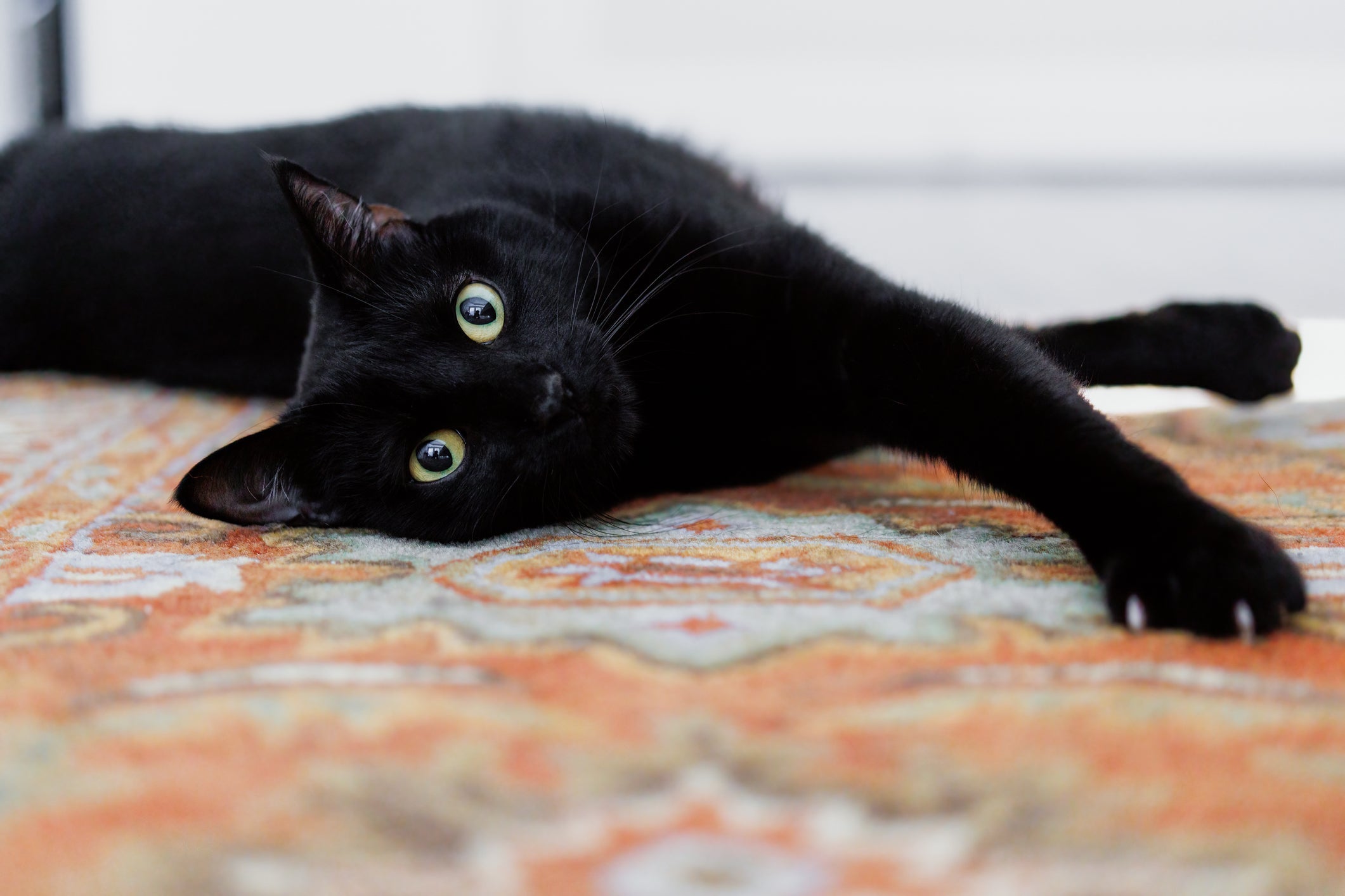 O gato preto não dá azar, e sim traz sorte!