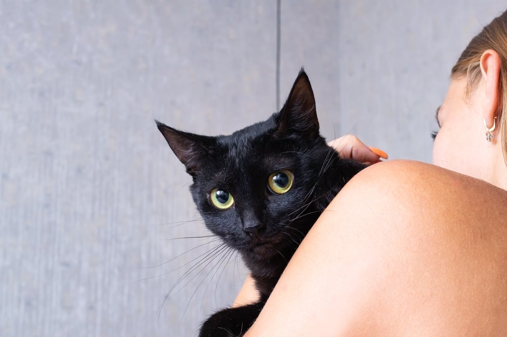 O gato preto tem mais dificuldades de encontrar um lar, principalmente se for adulto