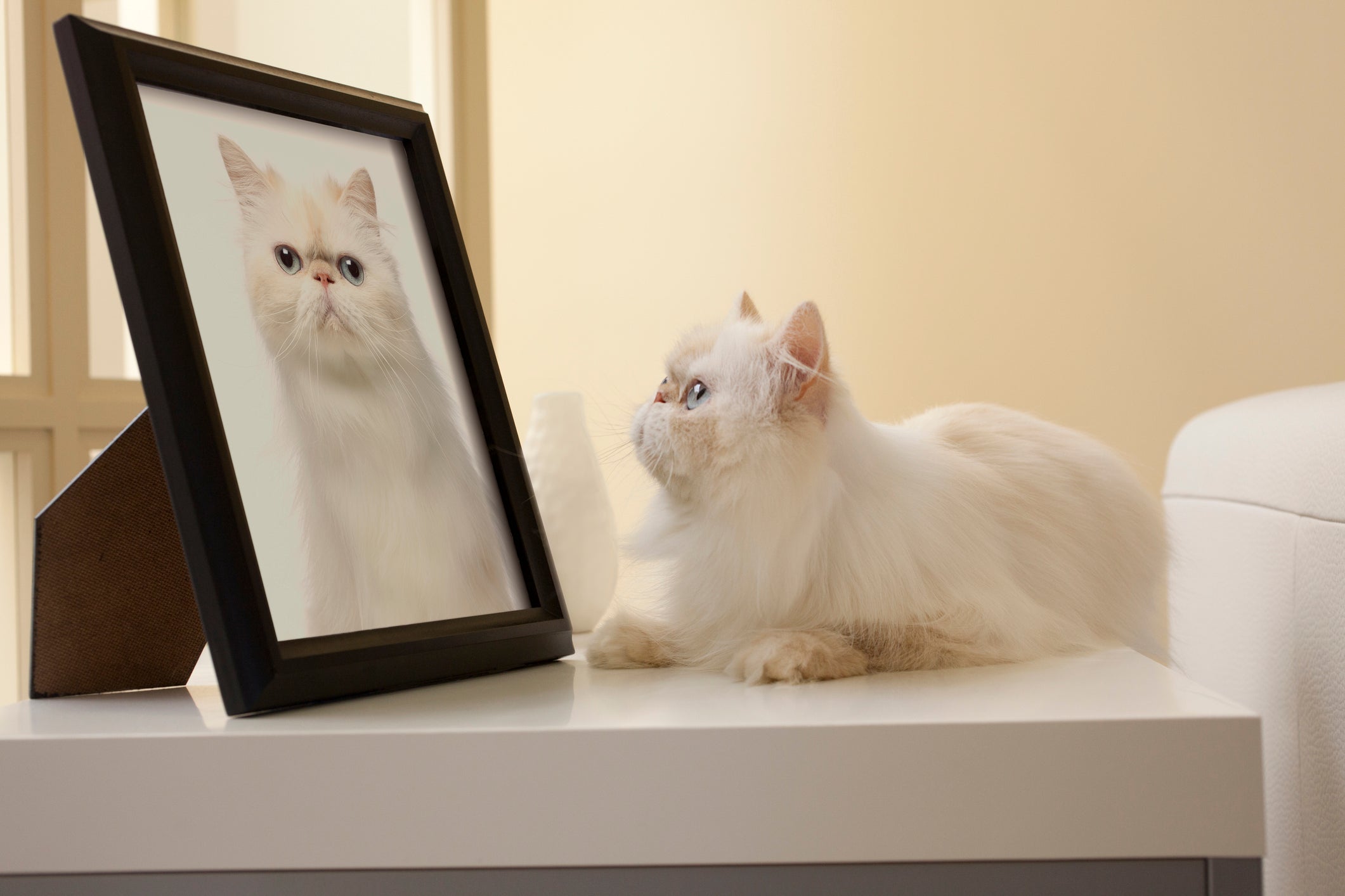 O gato vai amar ter seu retrato em casa