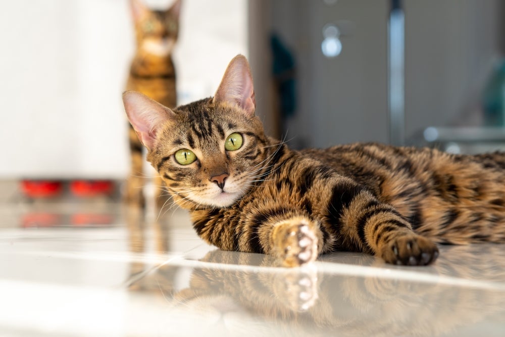 Para quem procura um gato que não solta pelo com constância, o Bengal é uma opção