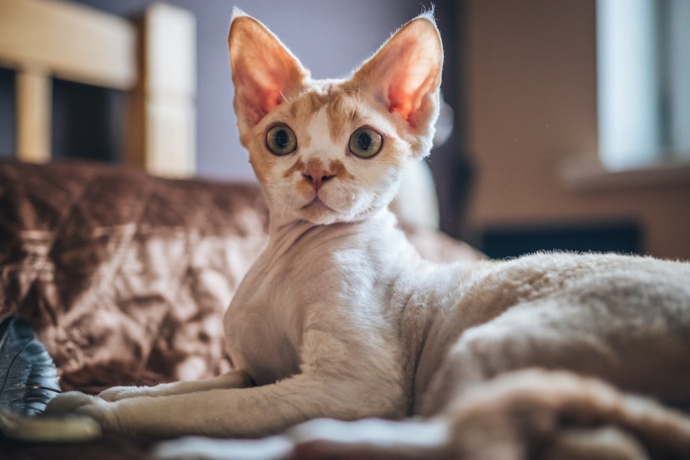 Gatos que não soltam pelo, como o Devon Rex, precisam de uma escovação semanal
