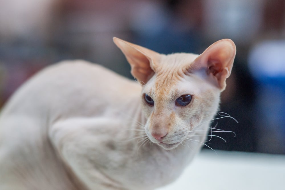 Raça de gato sem pelo, como o Peterbald, exige baixa manutenção