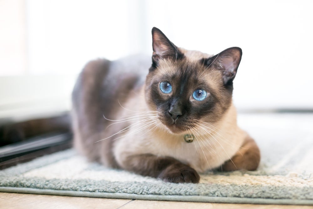 O Siamês é um gato que não solta pelo com grande intensidade