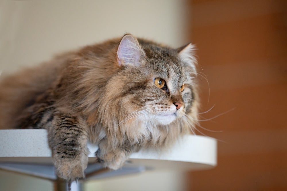 Siberiano é um gato que não solta pelo o tempo todo, mas que é bem peludo