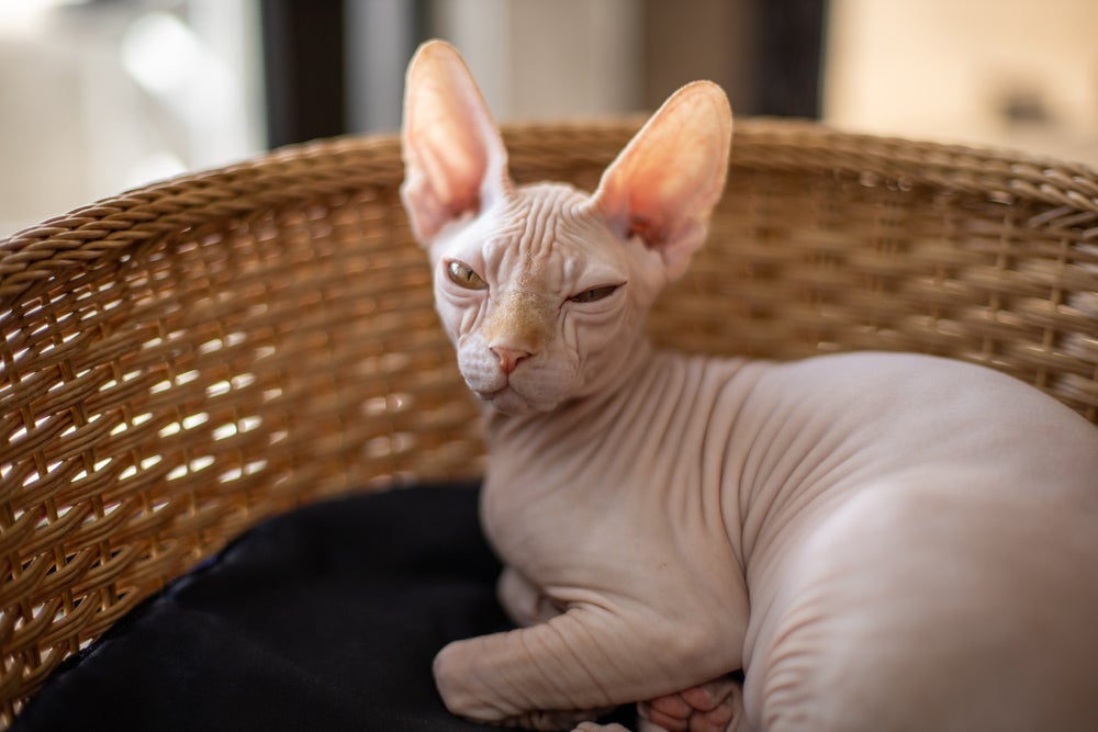 Gatos sem pelo, como o Sphynx, têm uma fina penugem, mas que quase não cai
