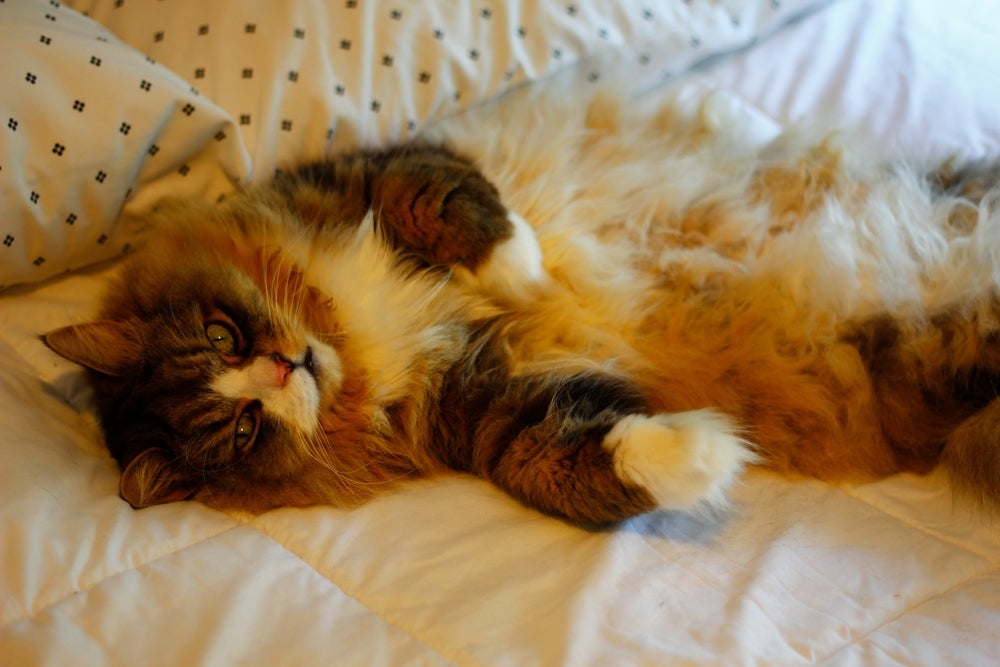 O gato Ragamuffin adora se esparramar no colo do tutor