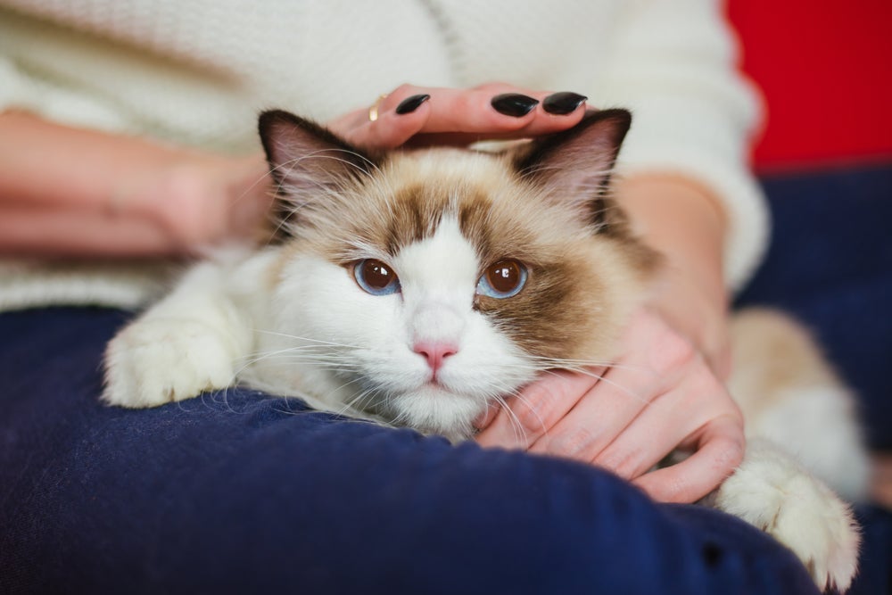 O Ragdoll ama fazer brincadeiras divertidas ao lado do seu dono 