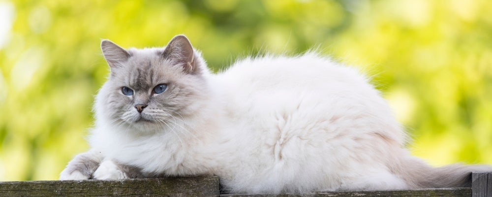 O Ragdoll é um gato peludo que pode apresentar uma grande variação de cores