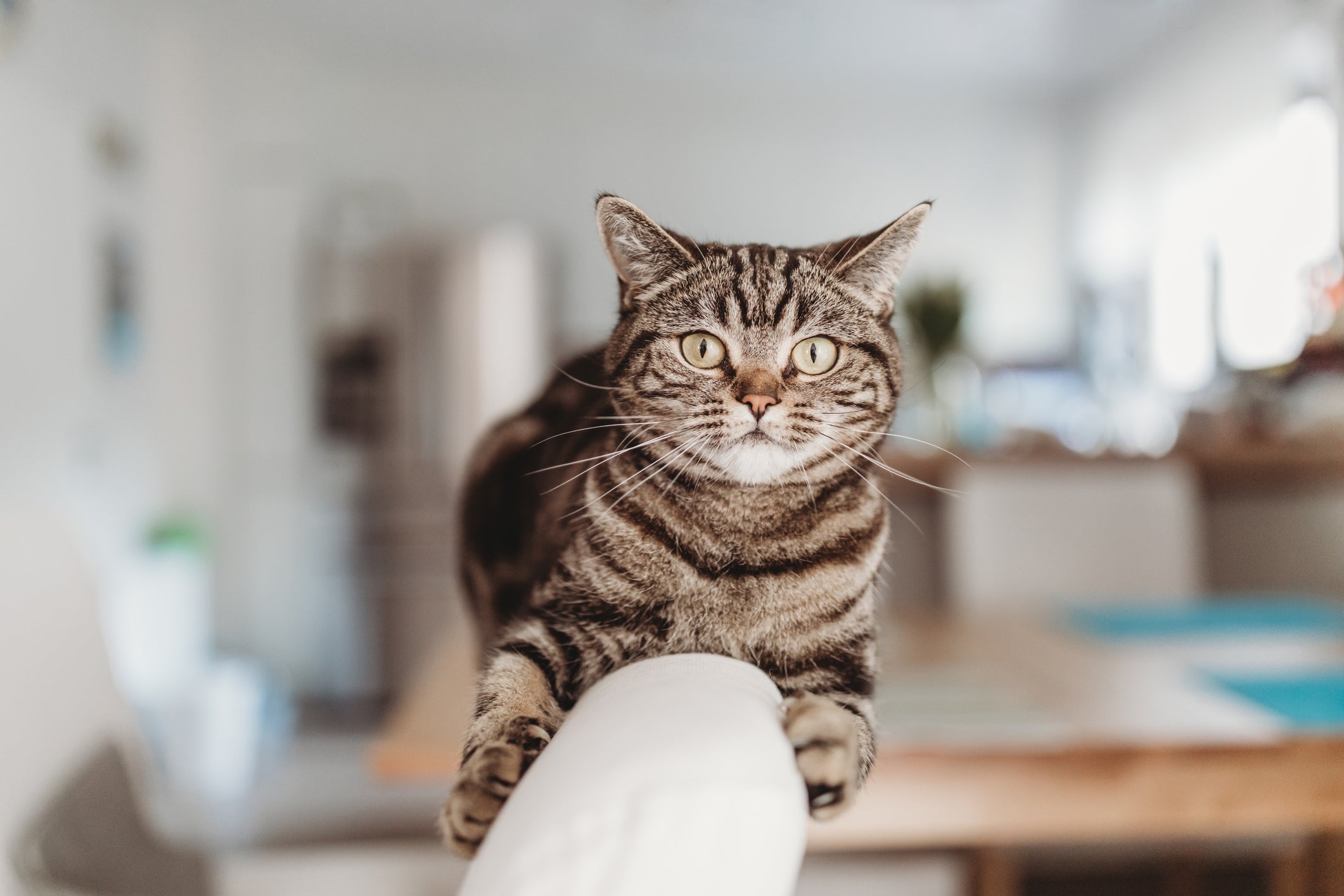 O gato rajado não é uma raça de felinos, mas se refere a um padrão de cor