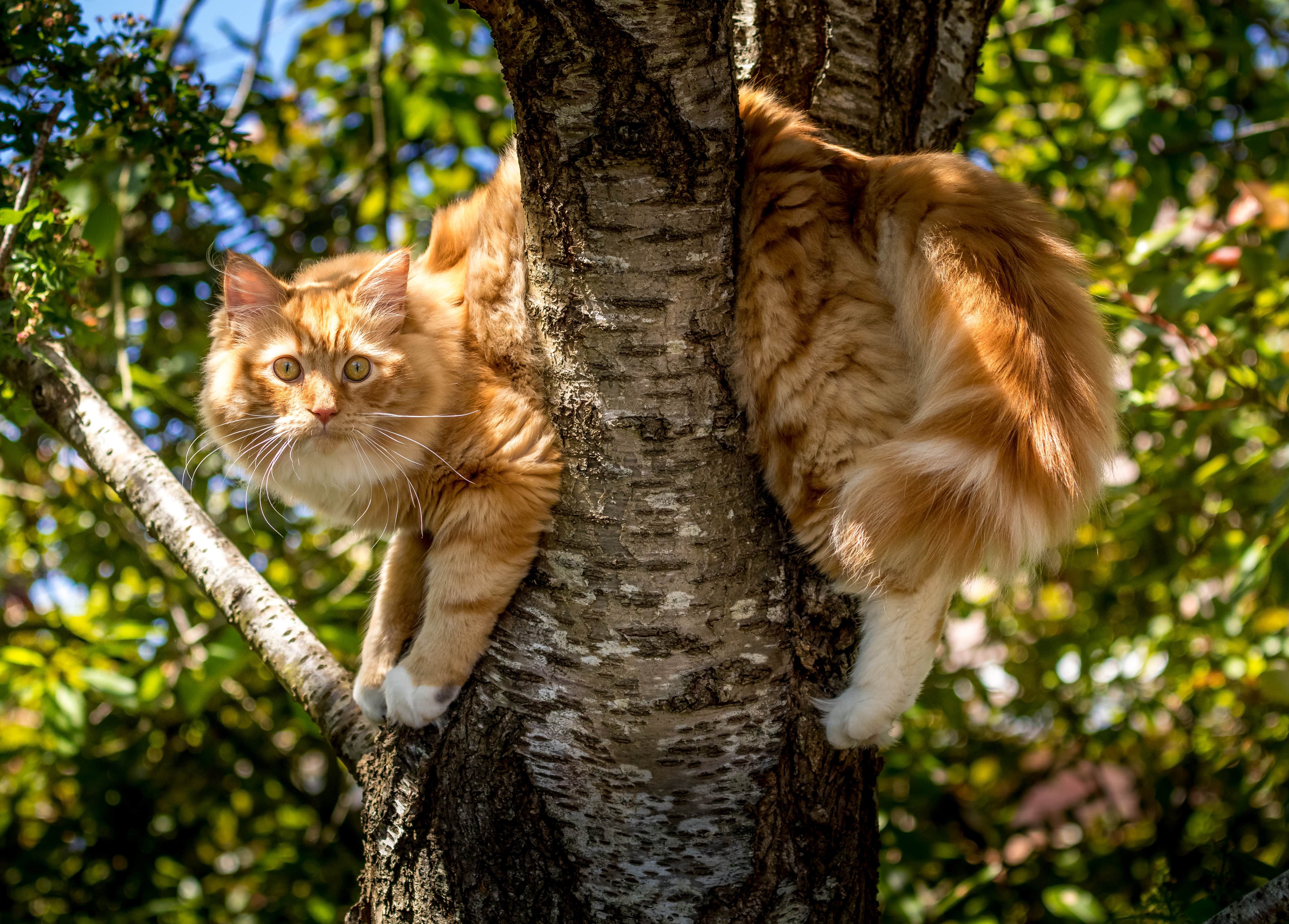O gato raposa da Córsega é mais comprido que os felinos domésticos e seu rabo tem a ponta preta (Créditos: Divulgação)