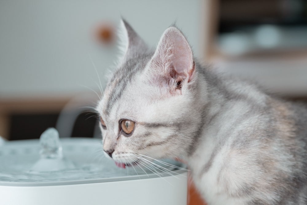 Além da ração renal, gatos devem ser estimulados a beber água (mas não em excesso)