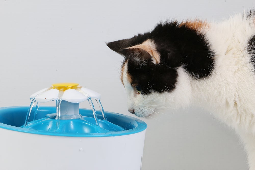 A doença renal felina pode ser prevenida se a hidratação for incentivada