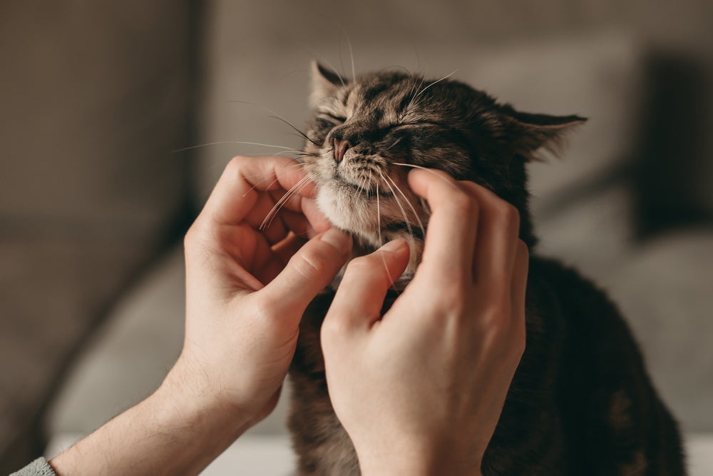 Por que meu gato não ronrona? Explicação pode ter a ver com a falta de contato materno