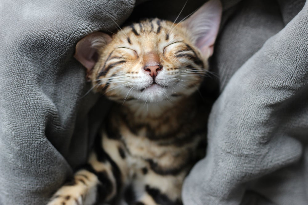 O ronronar de gato vem de vibrações nas cordas vocais