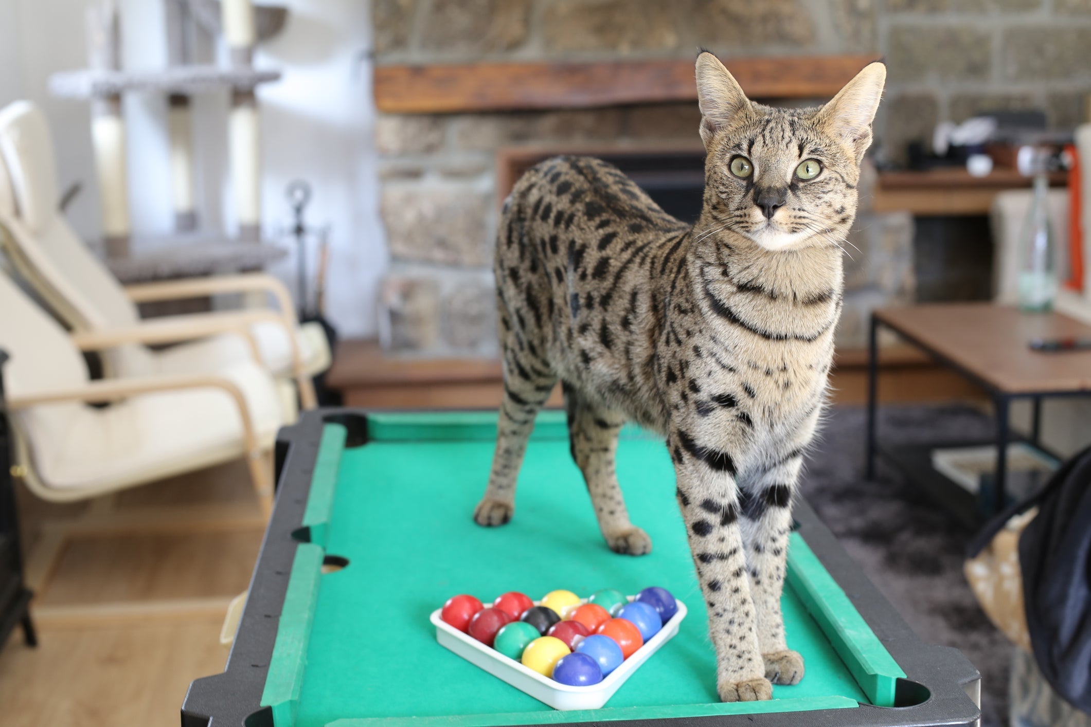 O gato Savannah surgiu do cruzamento entre um felino doméstico e um Serval Africano