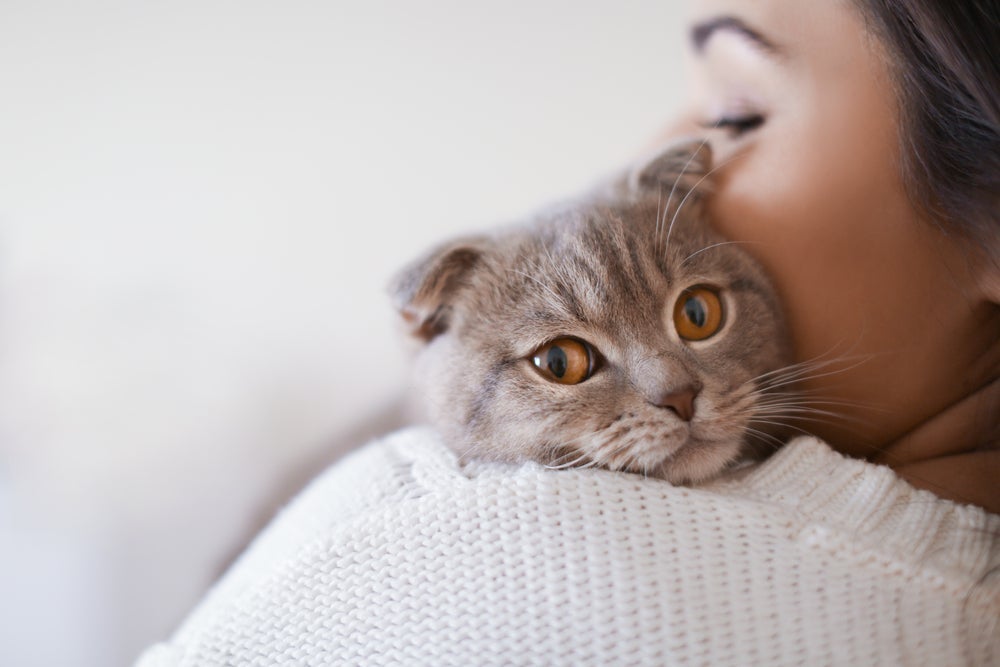 O Scottish Fold se diverte só de ficar no colo do tutor enquanto recebe carinho