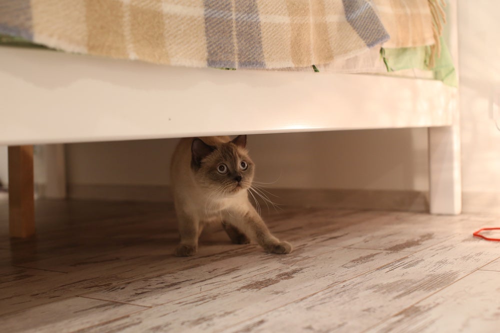 Gato se escondendo com medo pode acontecer por diferentes razões