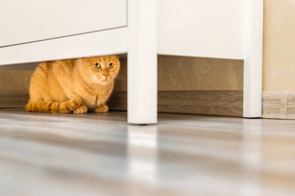 O gato se esconde quando está doente em busca de tranquilidade, descanso e autoproteção