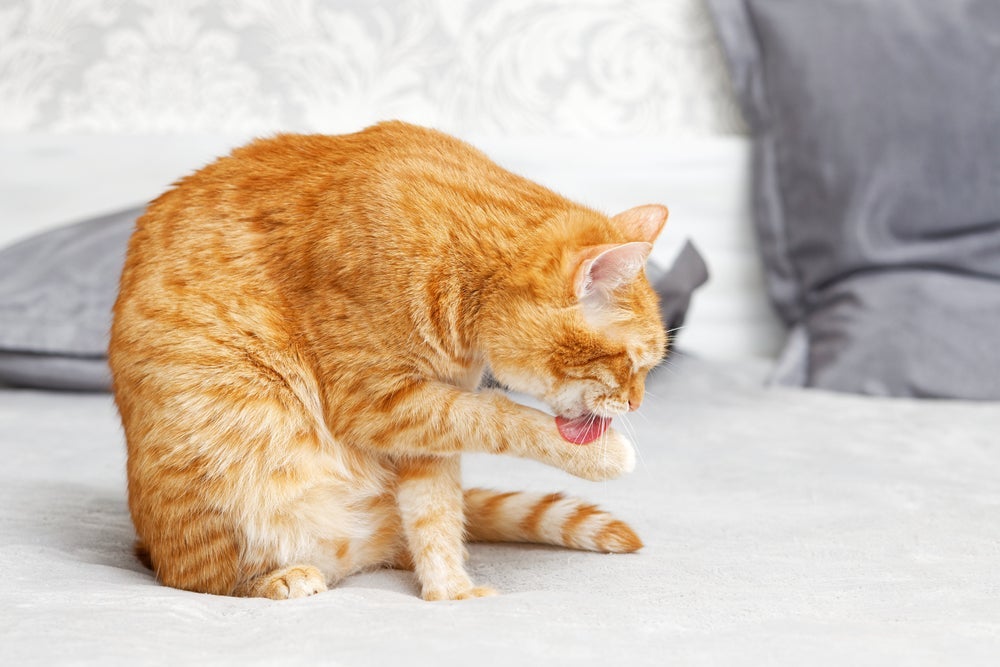 O motivo porque gato se lambe pode ter diferentes explicações