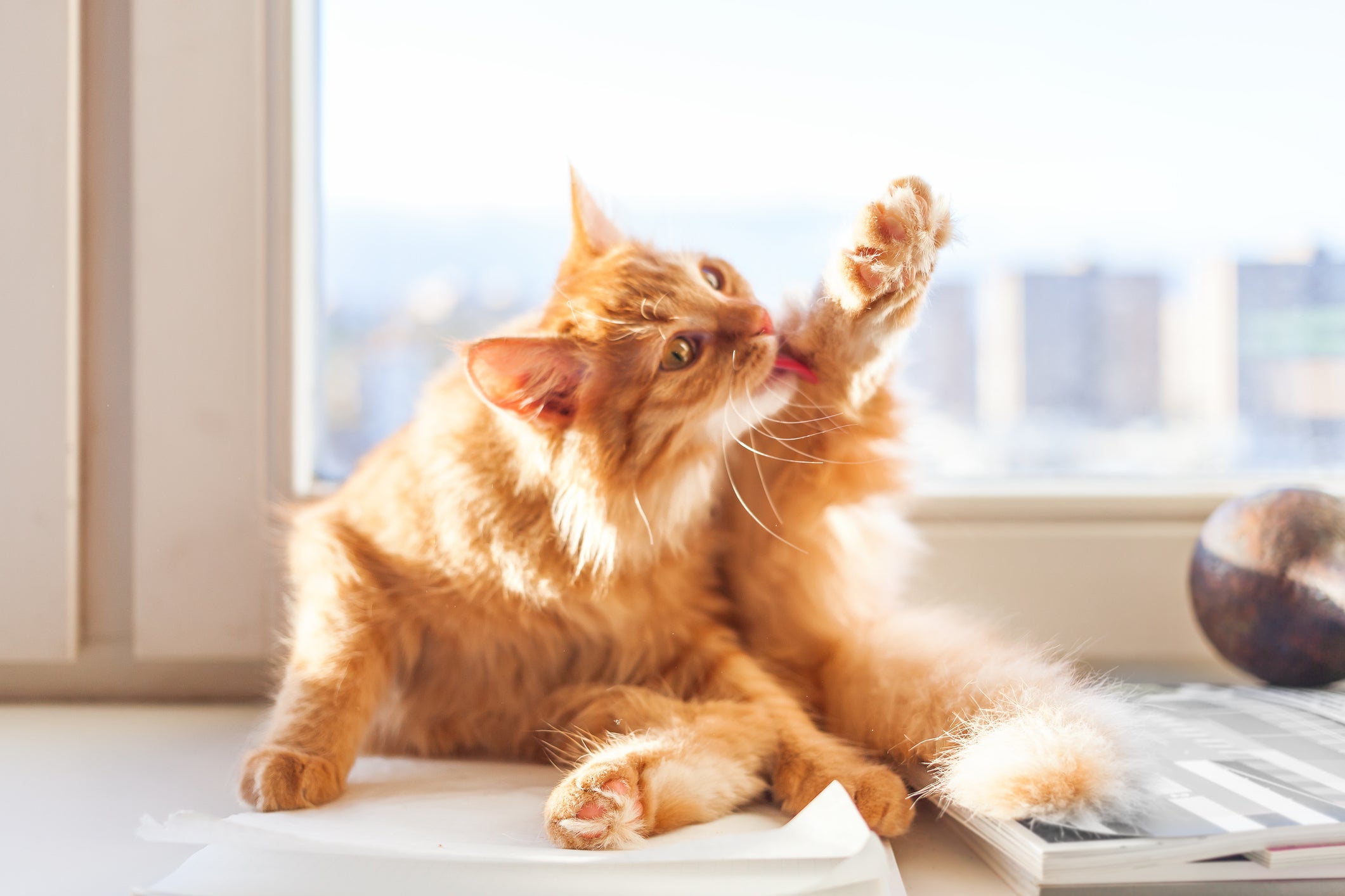 Lambeduras, espasmos em gatos e miados diferentes são sintomas da sí­ndrome da hiperestesia felina