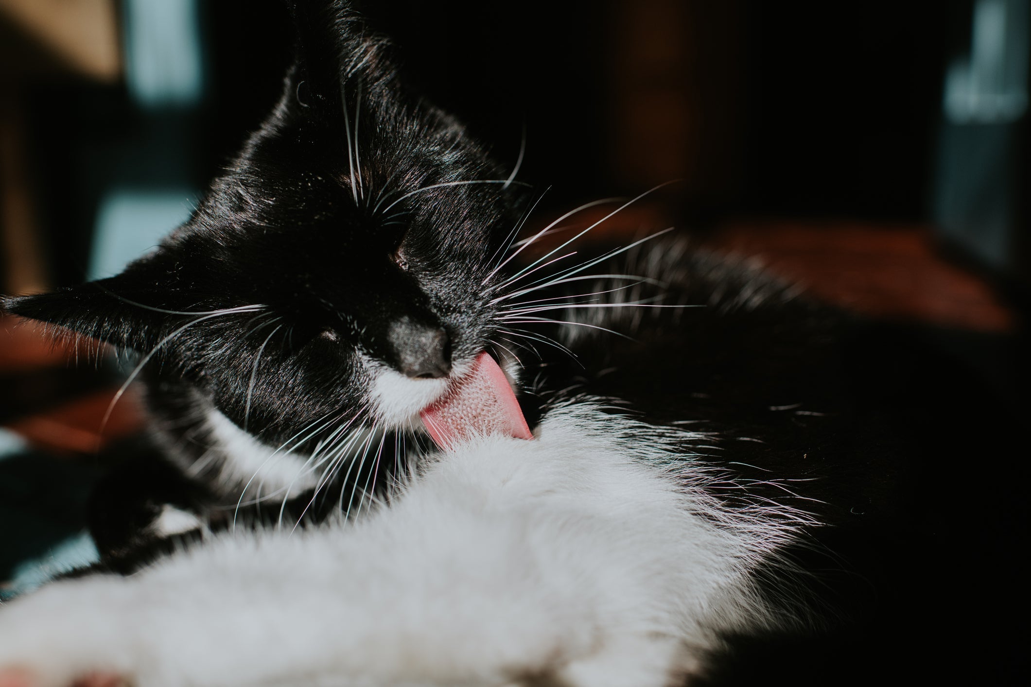 A falta de autolimpeza nos gatos pode levar à mau cheiro, formação de nós nos pelos e problemas de pele