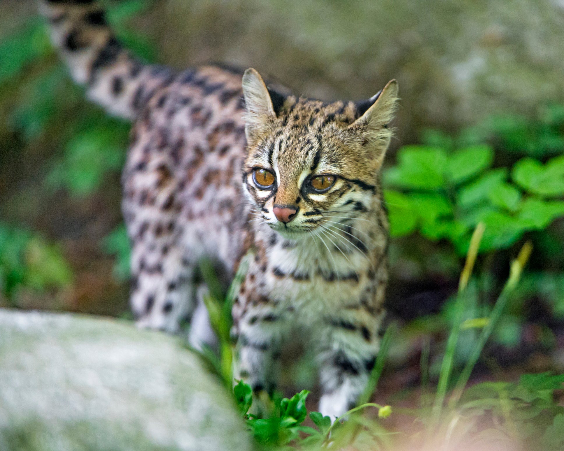 Mesmo o Macambira sendo um gato silvestre, ele tem o tamanho de um pet doméstico