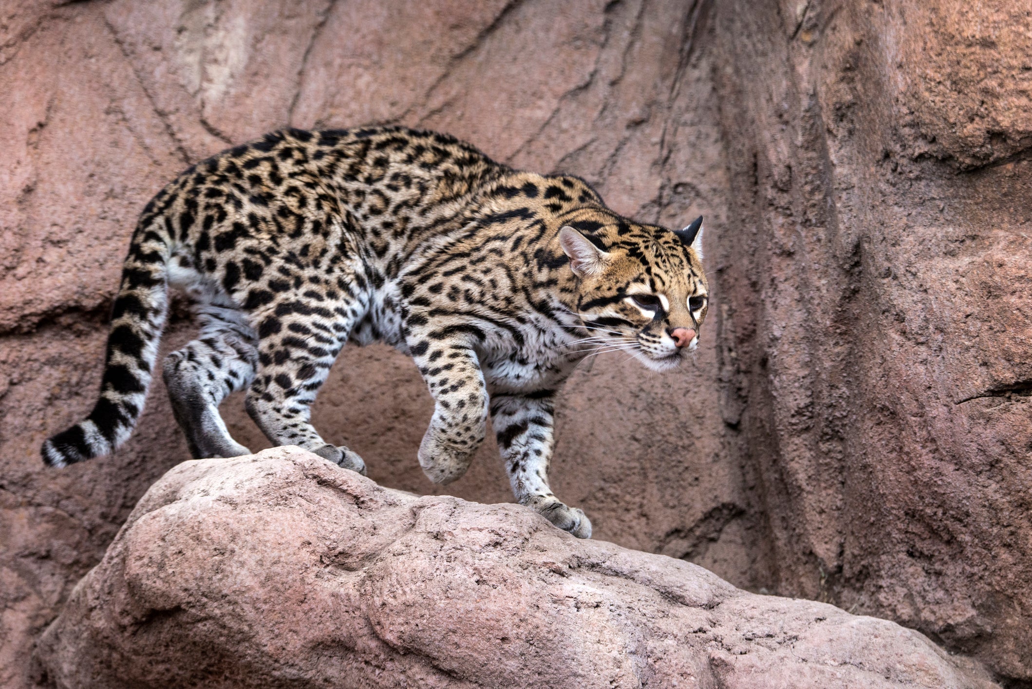 Um dos gatos selvagens brasileiros mais bonitos é a Jaguatirica, com pelagem dourada e manchas pretas