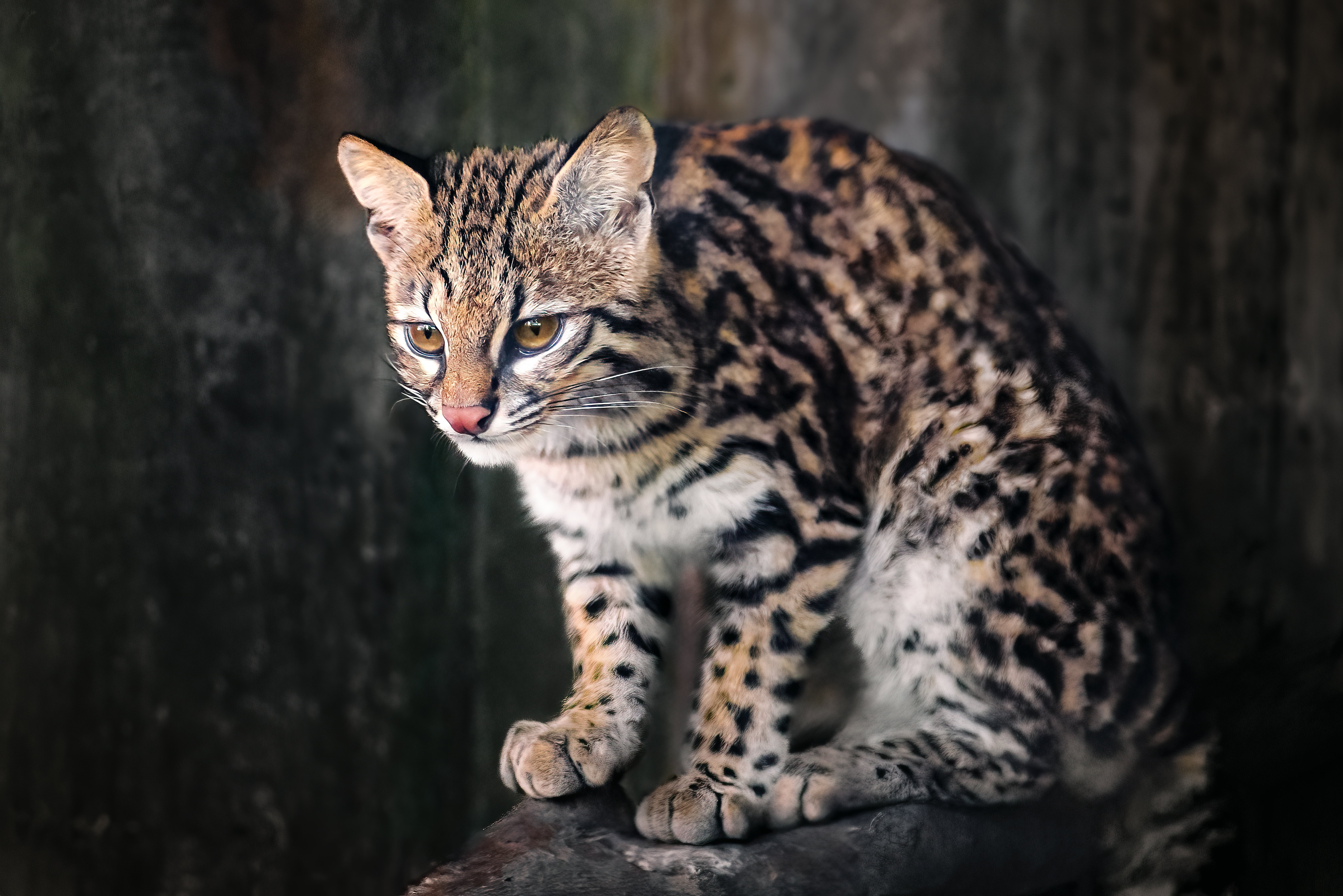 O Gato do Mato do Sul é um gato selvagem que ganhou uma classificação própria recentemente