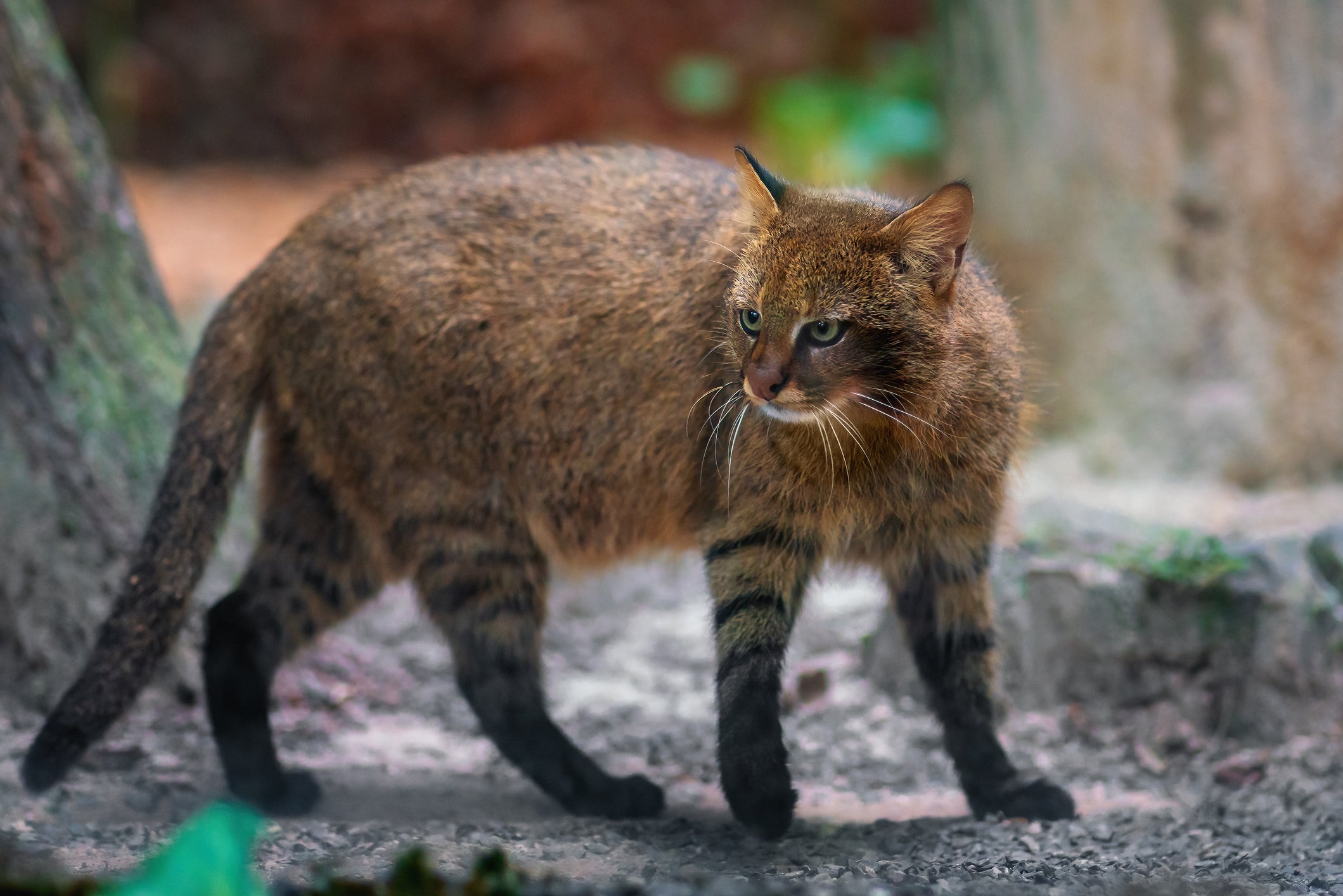 O Gato Palheiro é um dos gatos do Brasil que vive principalmente no Pantanal