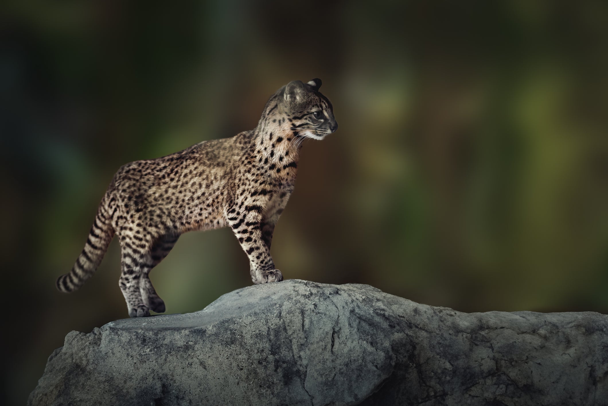 Heróis dão nome para gatos masculinos, mas as gatinhas também merecem um nome de heroína!