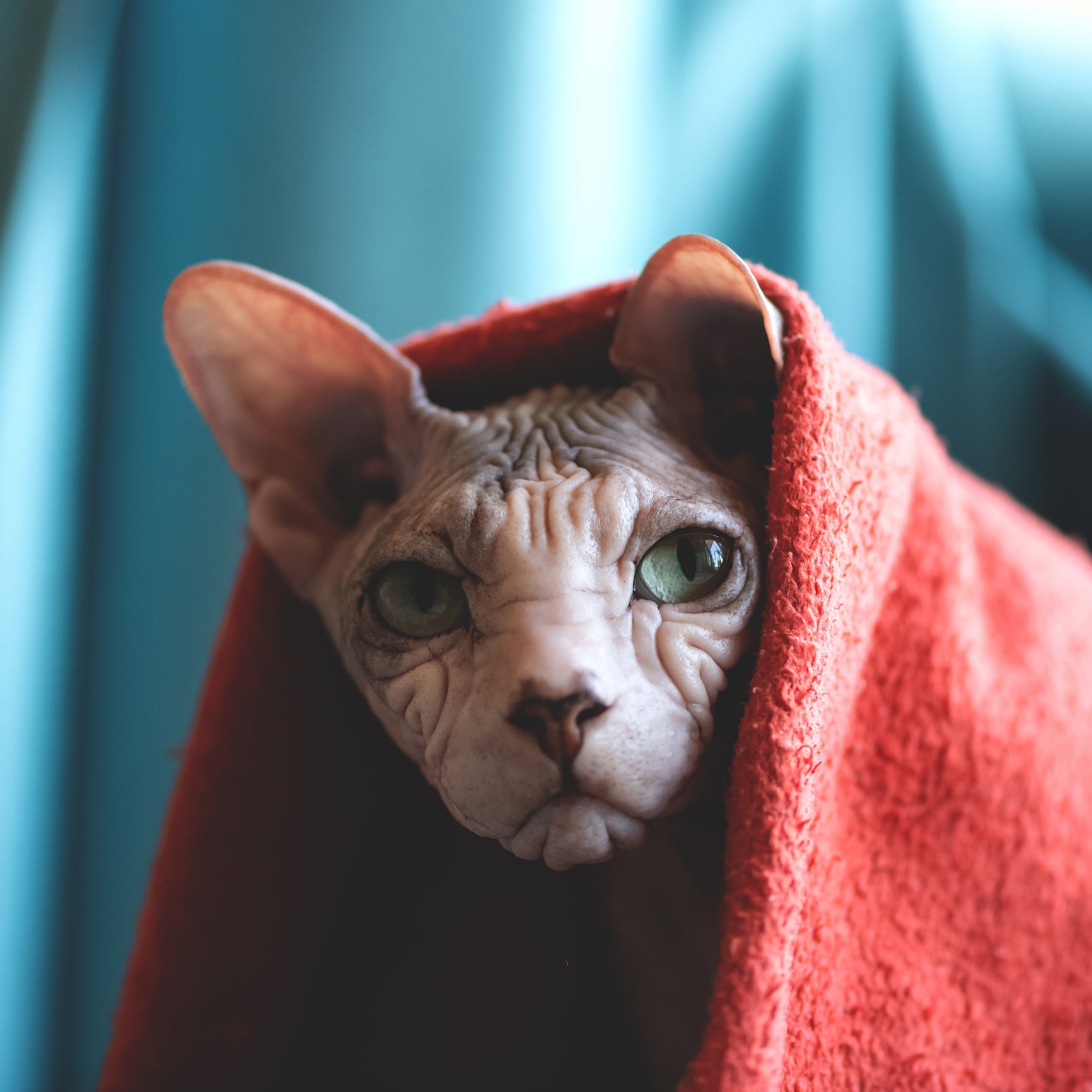 O Sphynx filhote pode tomar banho na pia! Depois de adulto, uma bacia grande é a banheira ideal