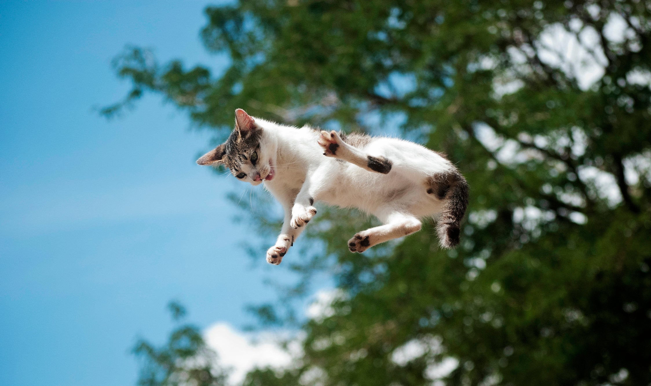 A anatomia do gato deve ser levado em consideração para explicar a habilidade felina de cair em pé