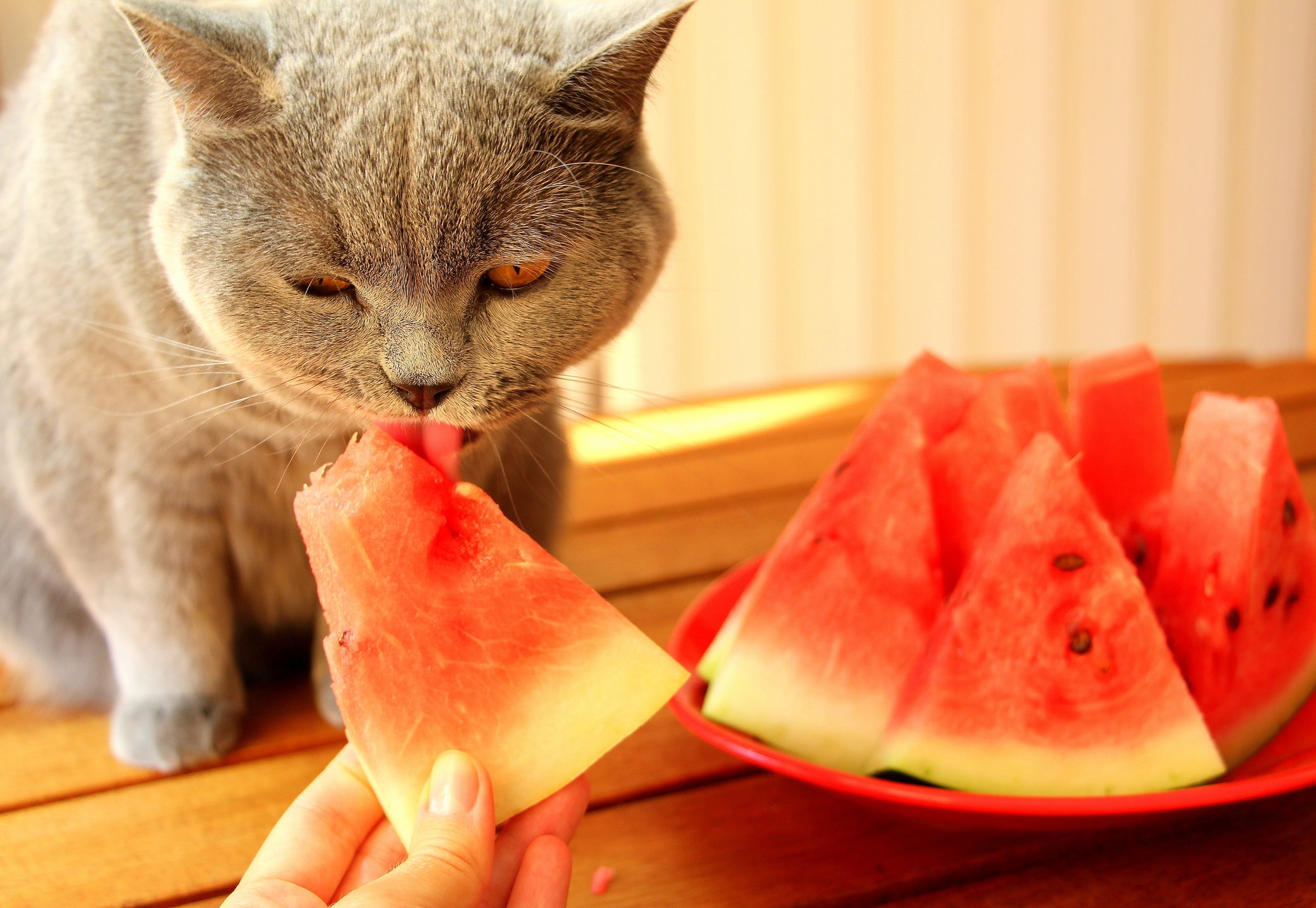 Uma forma de como refrescar o gato no calor é oferecendo frutas com muita água na composição