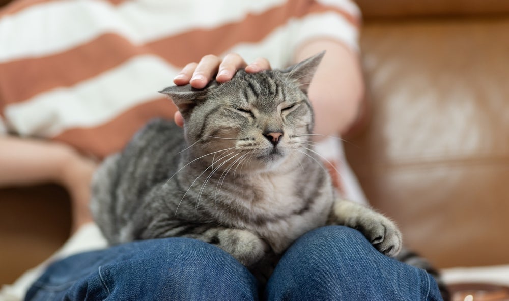 A memória dos gatos faz com que eles não esqueçam facilmente os donos