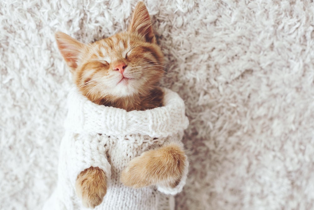 A roupa para gato pode ajudar a manter o seu bichano aquecido no inverno
