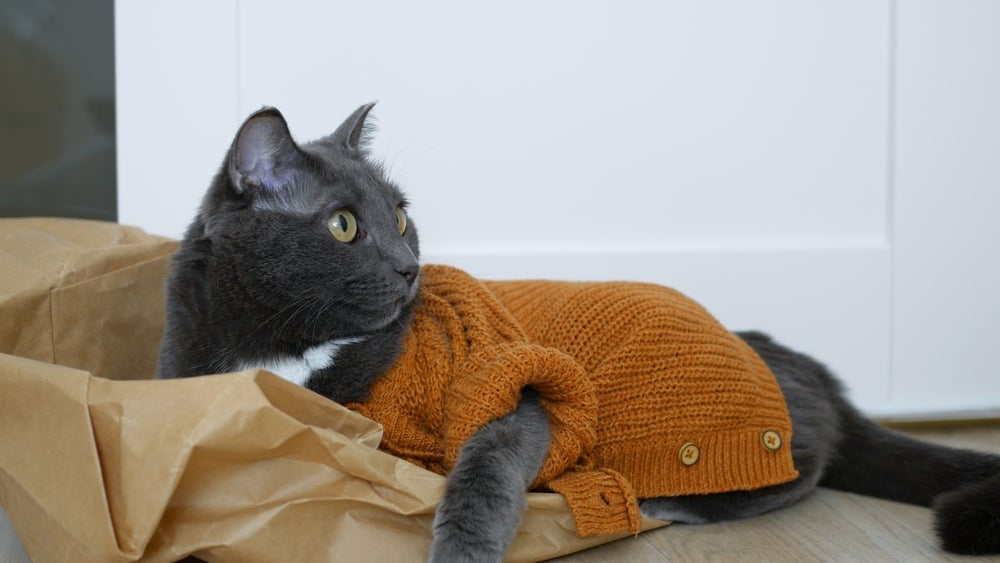 A roupa de frio para gatos ajuda a amenizar a baixa temperatura