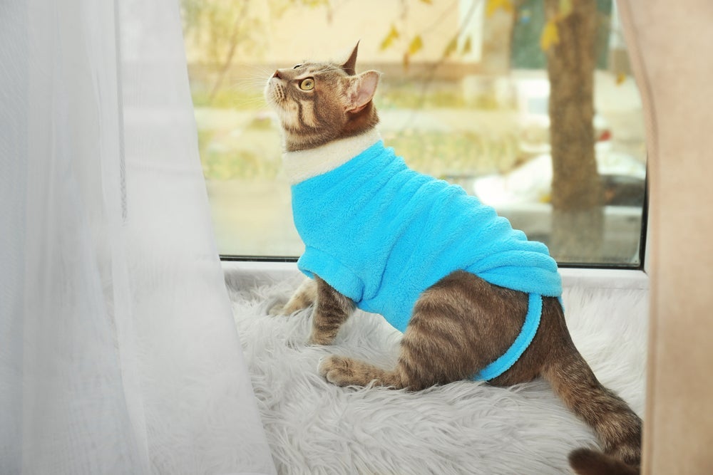 Um gato com frio pode se beneficiar com o uso de roupinhas quentes no inverno