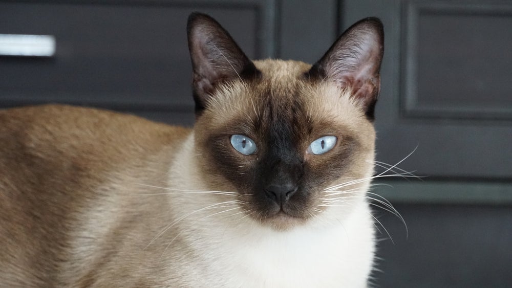 O gato Siamês é sociável, mas independente