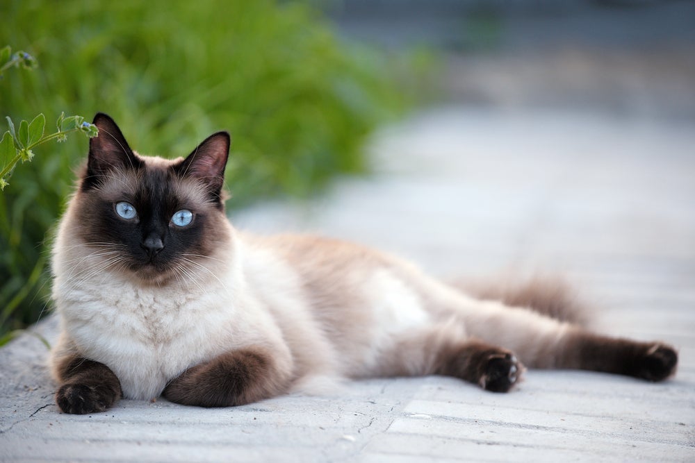 O Siamês é uma das raças de gato mais conhecidas no Brasil