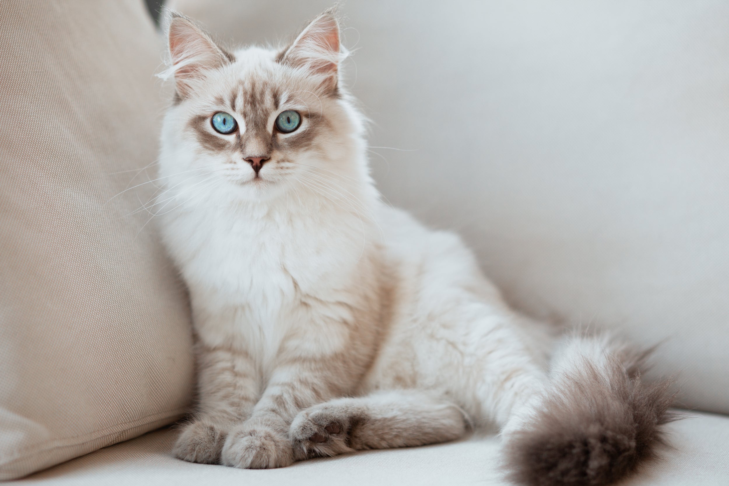 O gato Siberiano é leal e carismático