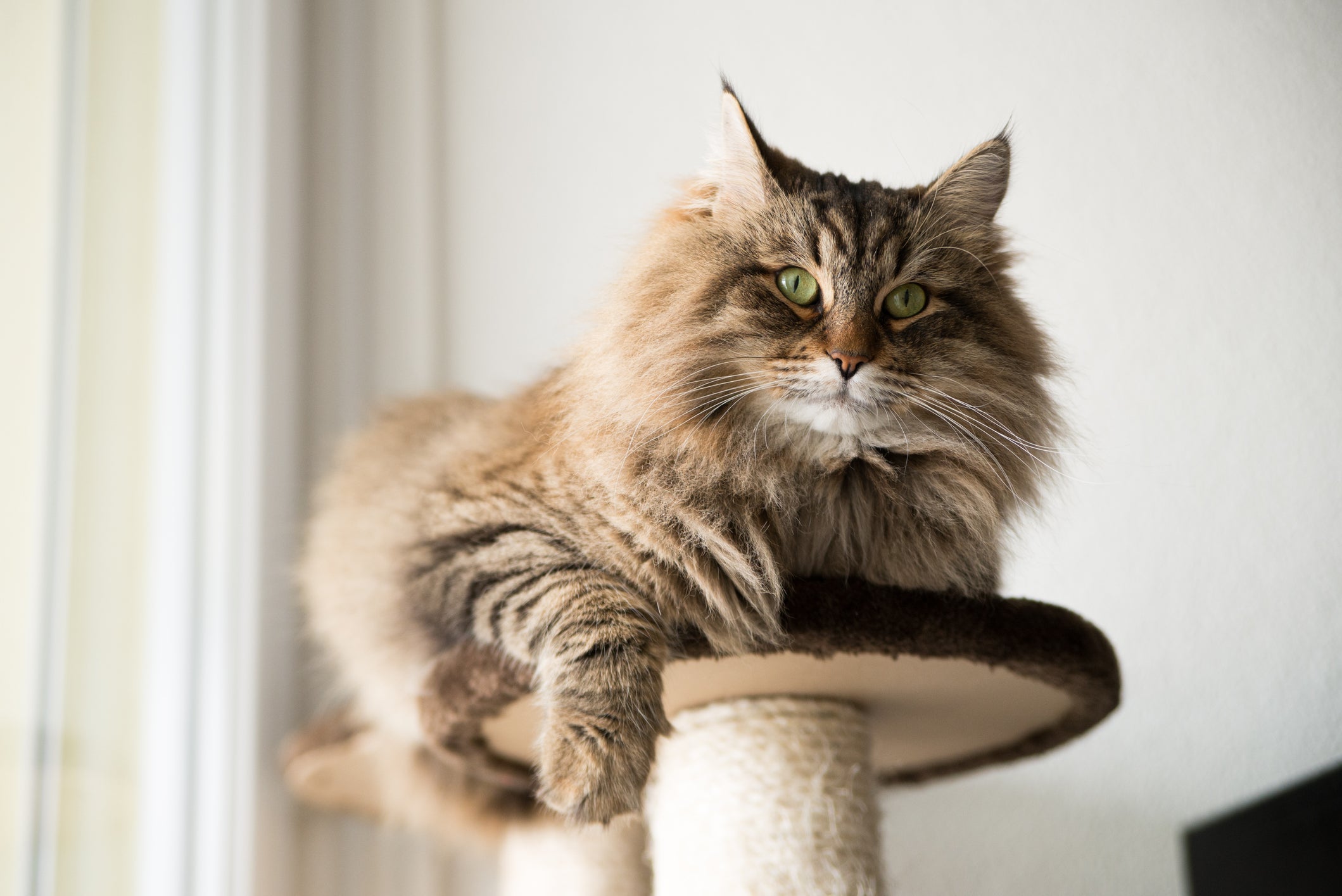 O Siberiano é um gato peludo que suporta baixas temperaturas