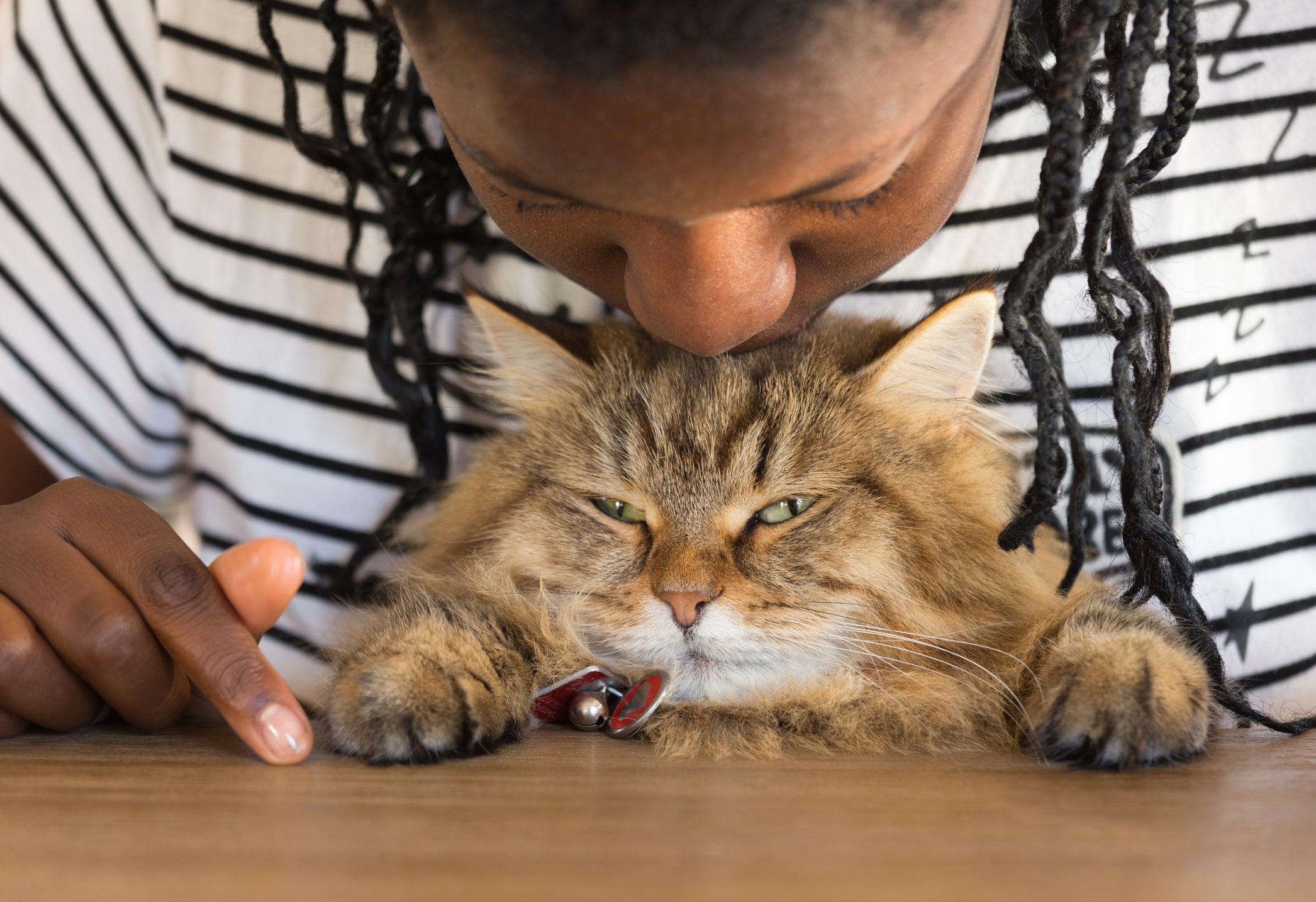 O gato Siberiano é carinhoso e adora receber carícias