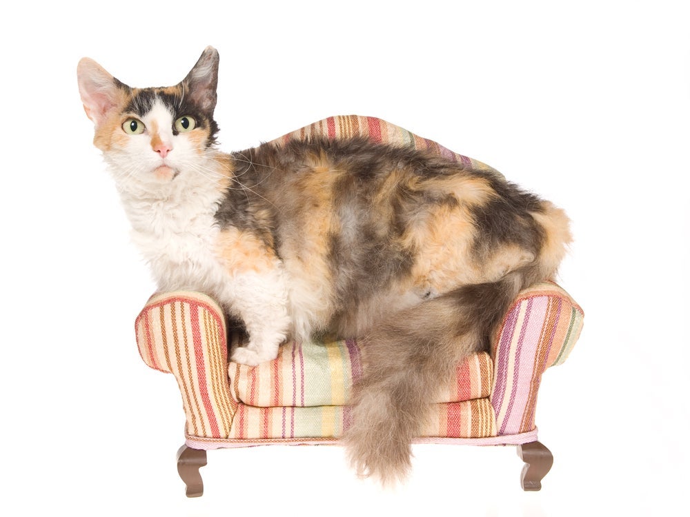 Esse gato de pelo cacheado surgiu do cruzamento entre as raças Munchkin e Laperm
