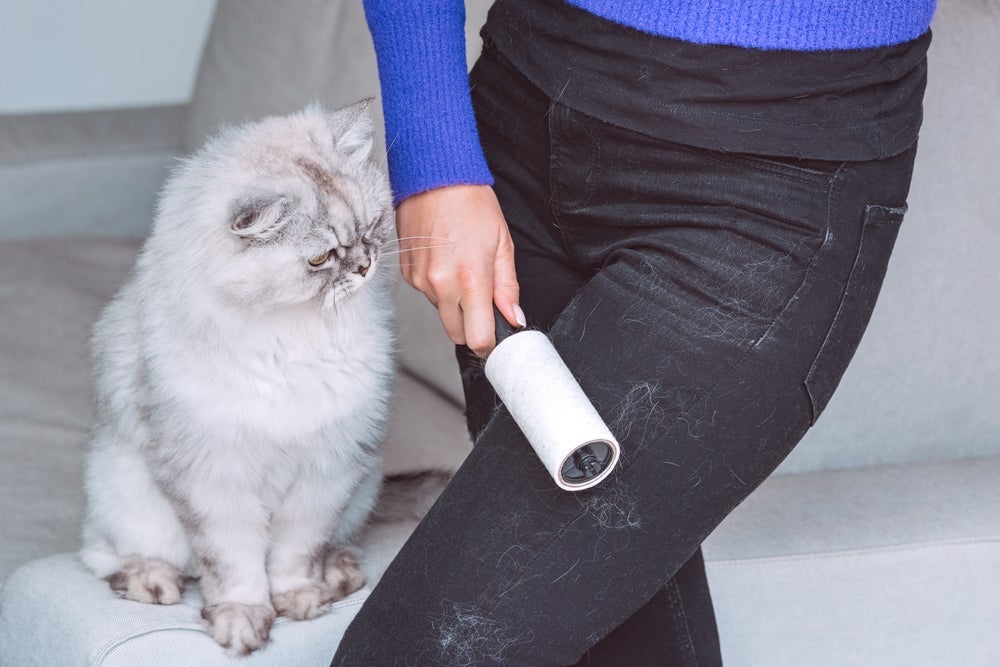Gato perdendo muito pelo? Os rolinhos removedores de pelo são um bom investimento
