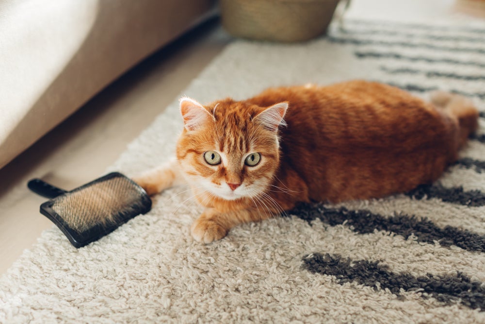 O pelo de gato deve ser escovado regularmente