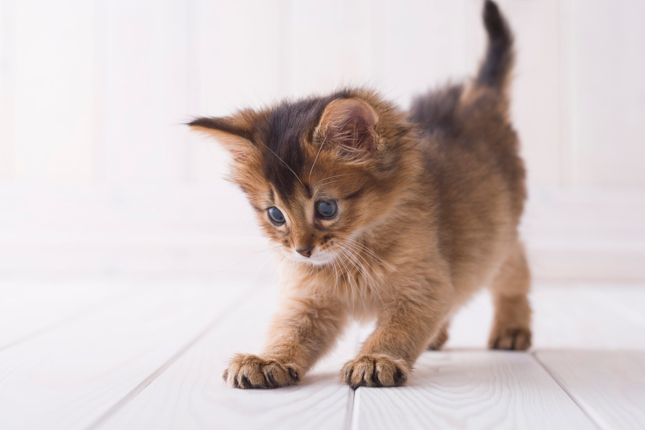 O filhote de gato Somali é uma bolinha felpuda e cheia de energia