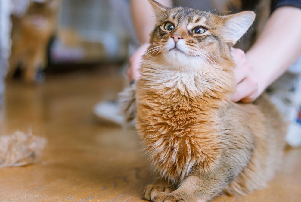 O Somali é um gato peludo que apresenta uma aparência exótica