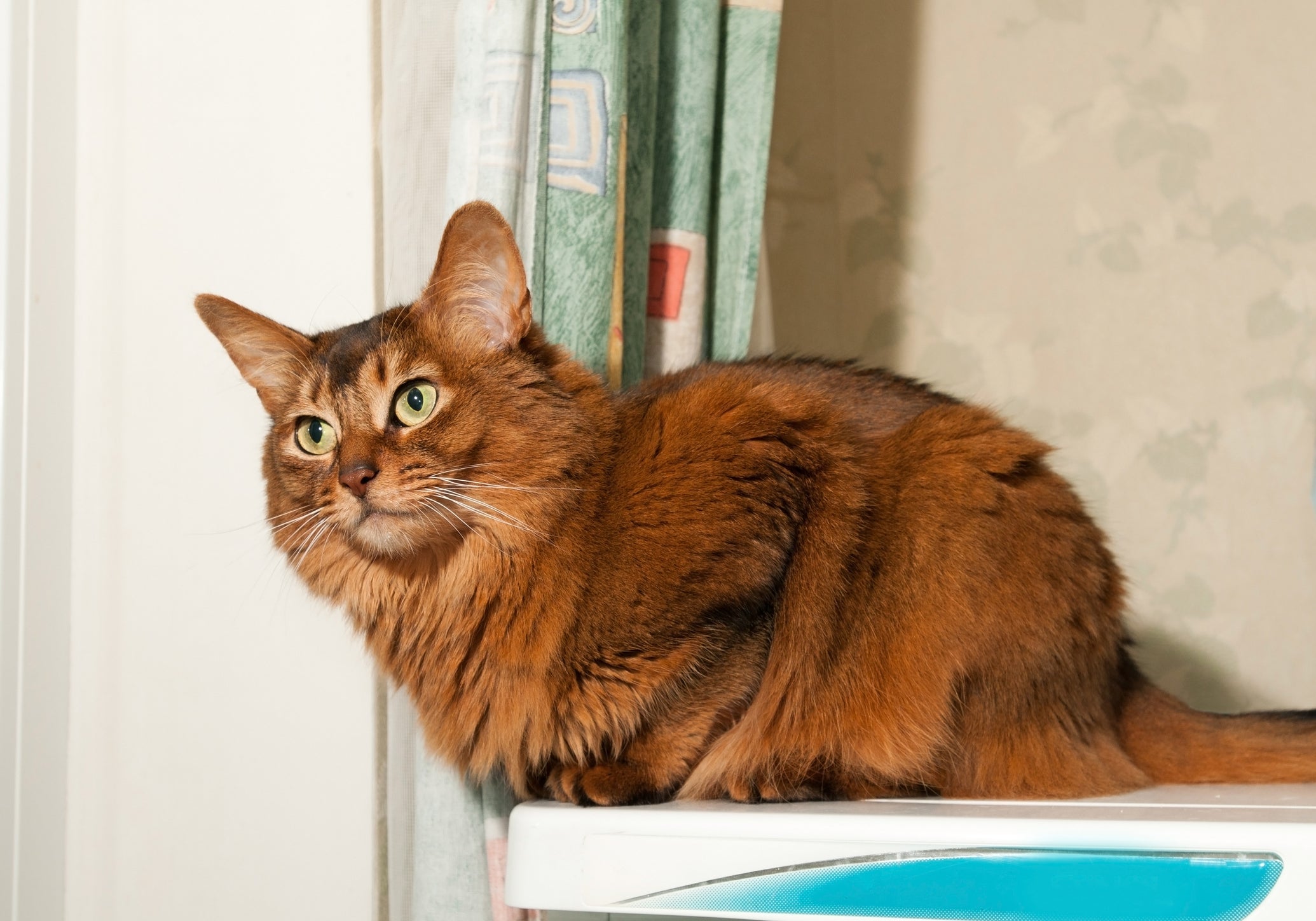 Somali gato: preço da raça leva em consideração aspectos físicos e genéticos
