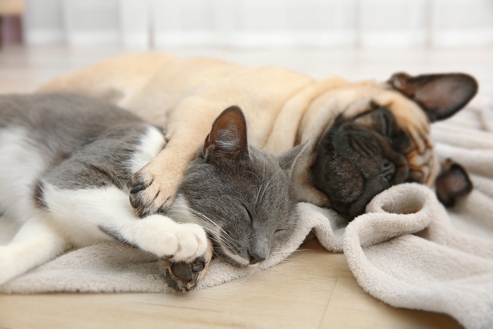 Gatos e cachorros sonham com o que eles já conhecem