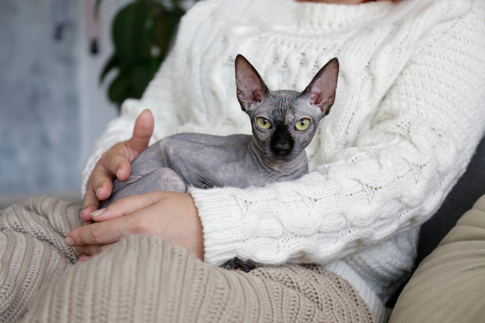 O Sphynx é um gato super afetuoso que adora passar todos os minutos com o dono
